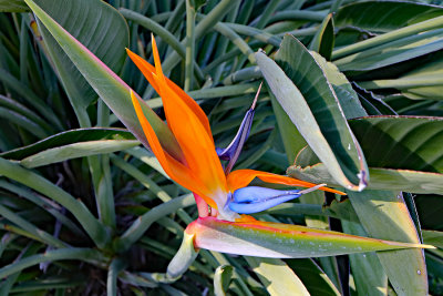 Bird of Paradise