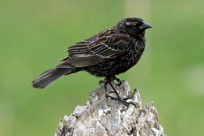 Juvenile Red-Winged Blackbird