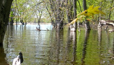 Canada Geese