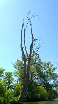 Interesting dead tree