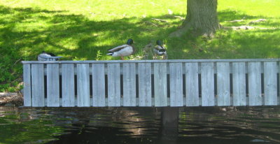 Mallard ducks on a dock