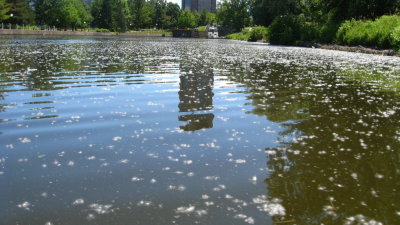 Tree fluff on the water