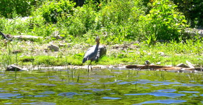 Blue Heron with a fish in it's mouth