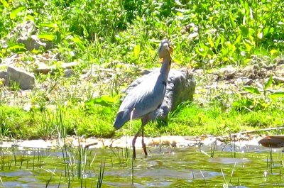 Closeup of Blue Heron and fish
