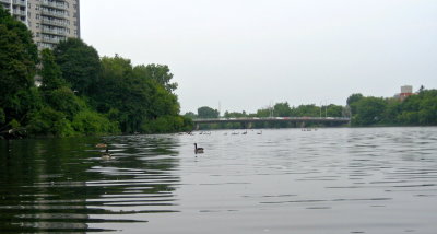 Canada Geese ahead!