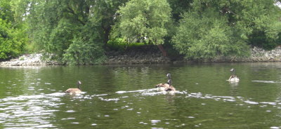 Canada Geese