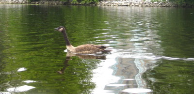 Swimming along with me.