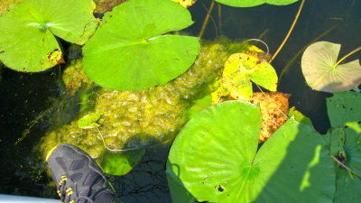 View of the aquatic life in our slip