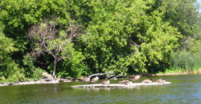 Canada Geese sunning themselves on a rock outcrop in the river