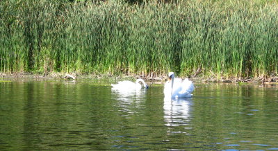 Swans being...... swans!