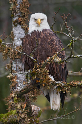 Eagle Judgement