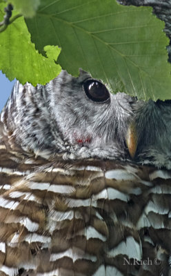 Barred owl portrait