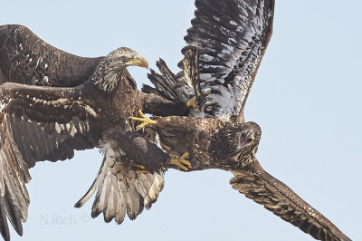 The Flying Eagle Gallery