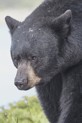 Black Bear Encounter