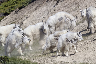 Mountain Goats: CDN Rocky Mountains