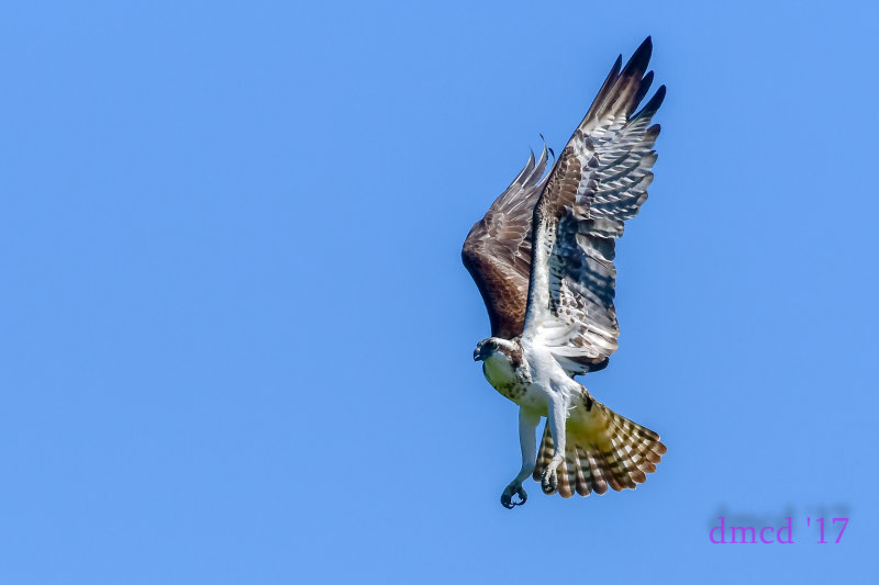 DSC_3223.jpg