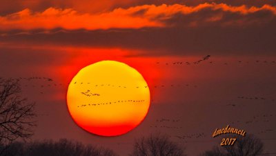 sandhill_crane_migration_nebraska