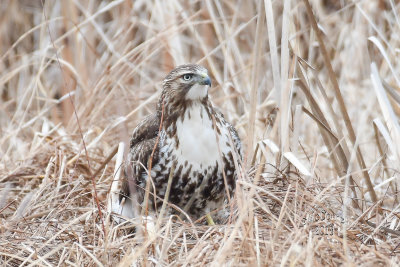 DSC_2830.jpg