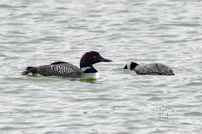 DSC_7939.JPG