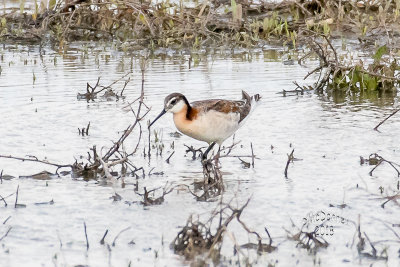 DSC_2460.JPG