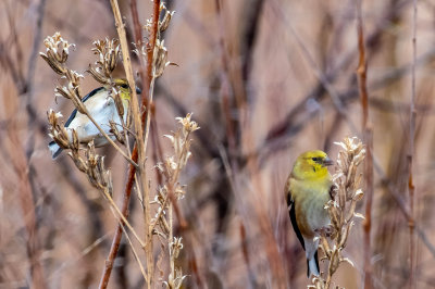 DSC_6308.jpg