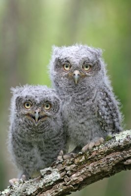 Eastern Screech Owl Babies