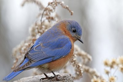 Eastern Bluebird