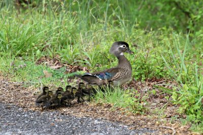 Wood Duck 