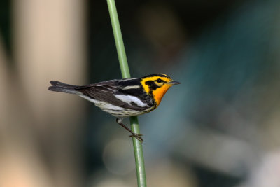 Blackburnian Warbler