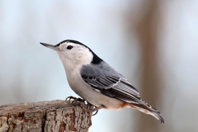 White-breasted Nuthatch