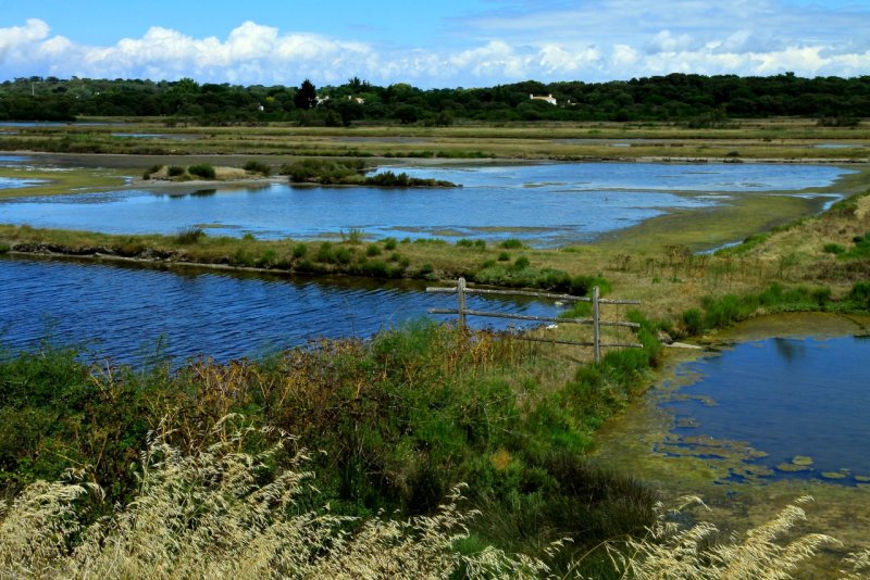 the marshes of Noirmoutier Island