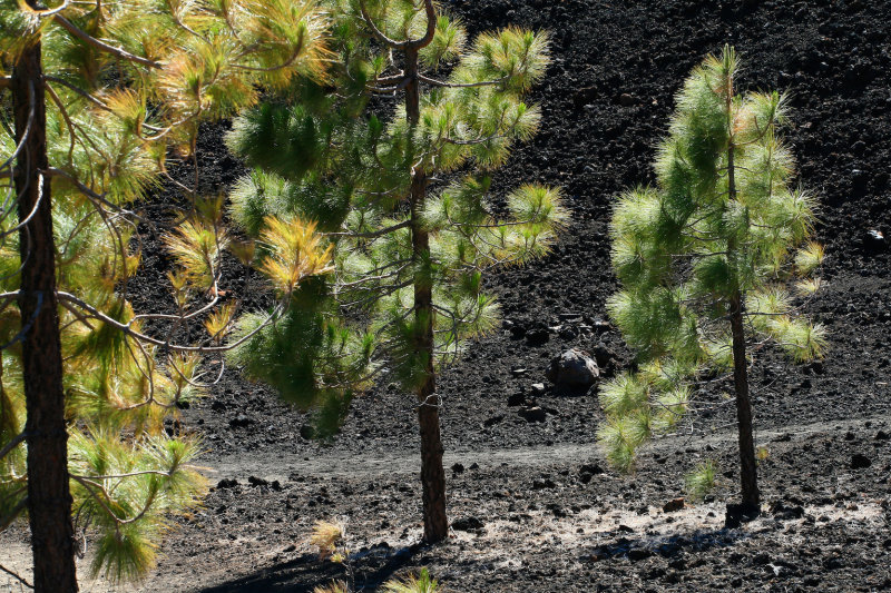  pine trees growing on volcanic rock