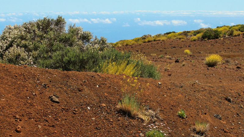 Teide - vegetation