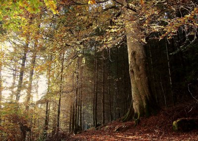 the big beech