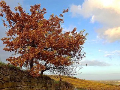 an oak in the vineyard