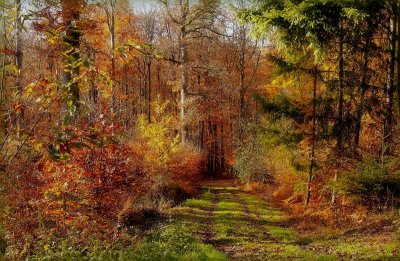 autumn forest