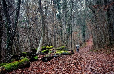 forêt de Dorlisheim