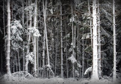 la forêt de Grendelbruch