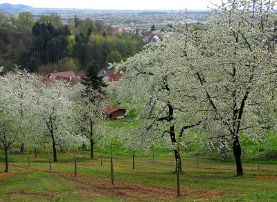 Kirschblten in Ulm