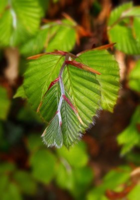 feuilles de hètre