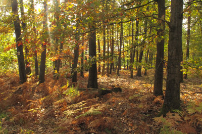 la forêt de Haguenau - 2