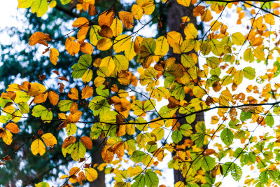 feuilles de hêtre