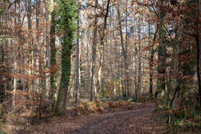 la forêt de Heiligenberg