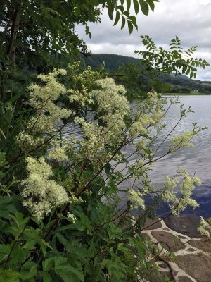 Inchmahome - Lake of Menteith - 0755