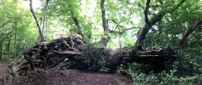 Inchmahome - Lake of Menteith - 0761