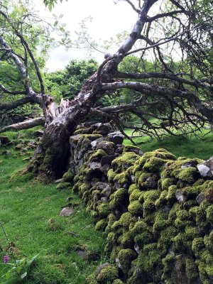 Fairy Glen, Isle of Skye - 1471
