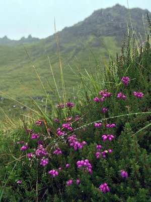 Old Man of Storr, Isle of Skye - 1684