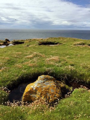 Handa Island - 2652
