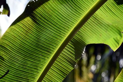 Banana leaf in Bên Tre - 2570