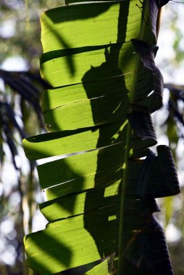 Banana leaf in Bn Tre - 2643